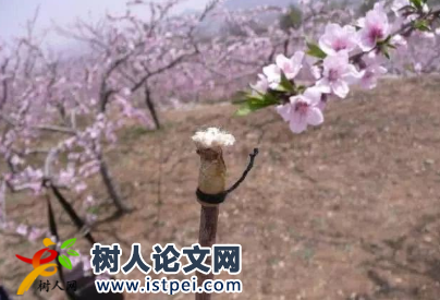新設(shè)計(jì)的授粉工具可以申請(qǐng)專利嗎
